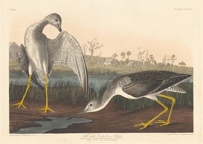 Telltale Godwit, 1836. autorstwa Robert Havell