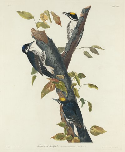 Dzięcioł trójpalczasty, 1832. autorstwa Robert Havell