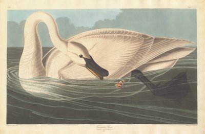 Łabędź trębacz, 1838. autorstwa Robert Havell
