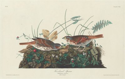 Wróbel dwukolorowy, 1831. autorstwa Robert Havell