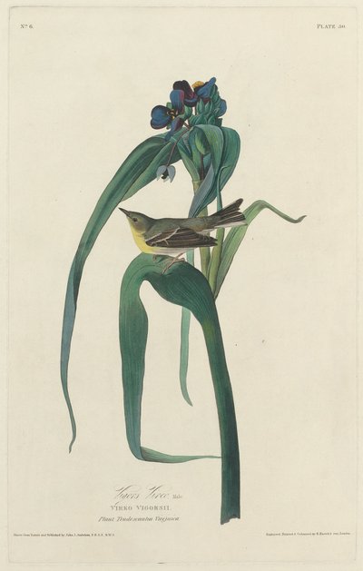 Vigors Vireo, 1828. autorstwa Robert Havell