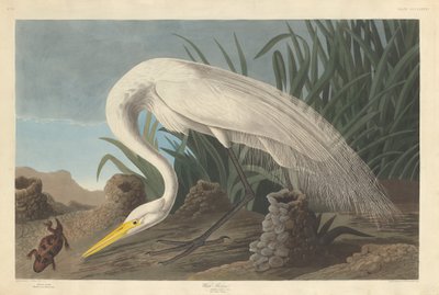 Czapla Biała, 1837. autorstwa Robert Havell