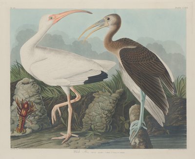 Biały Ibis, 1834. autorstwa Robert Havell