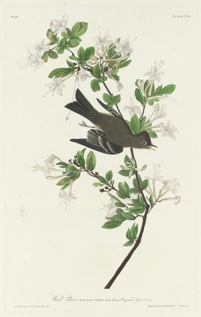 Drewno Pewee, 1831. autorstwa Robert Havell