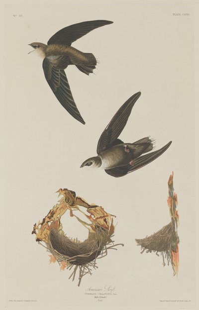 jerzyk amerykański autorstwa Robert Havell after John James Audubon