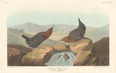 Amerykański Ouzel Wodny autorstwa Robert Havell after John James Audubon