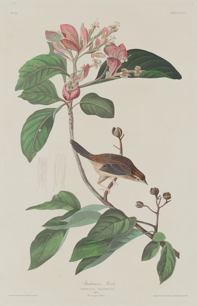 Bachmans Finch autorstwa Robert Havell after John James Audubon