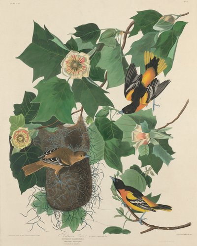 Baltimore Wilga autorstwa Robert Havell after John James Audubon