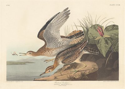 Bartram Sandpiper autorstwa Robert Havell after John James Audubon