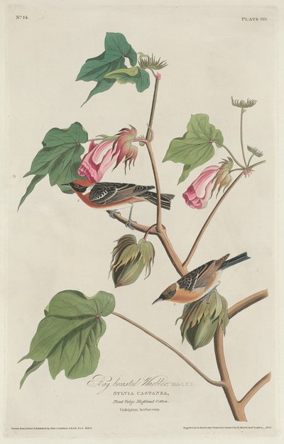 gajówka gajowata autorstwa Robert Havell after John James Audubon