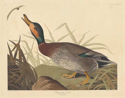 Pokalana Kaczka autorstwa Robert Havell after John James Audubon
