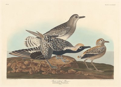 Sieweczka czarnobrzucha autorstwa Robert Havell after John James Audubon