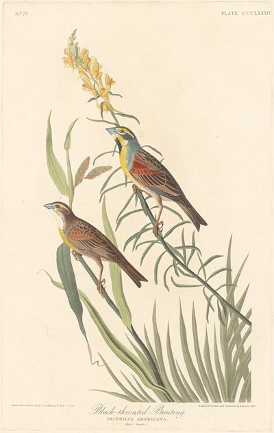 Trznadel czarnogardły autorstwa Robert Havell after John James Audubon