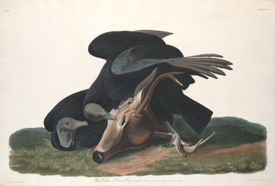 Czarny Sęp autorstwa Robert Havell after John James Audubon