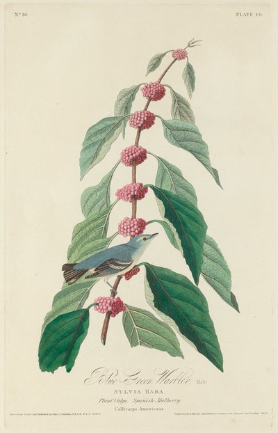 Niebiesko-zielona gajówka autorstwa Robert Havell after John James Audubon