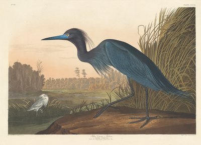 Niebieski Żuraw lub Czapla autorstwa Robert Havell after John James Audubon