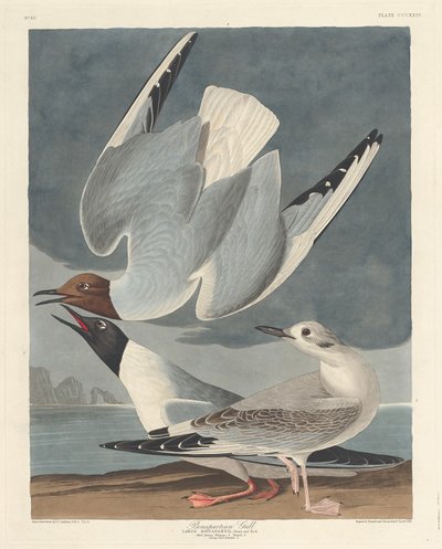 Mewa Bonapartiańska autorstwa Robert Havell after John James Audubon