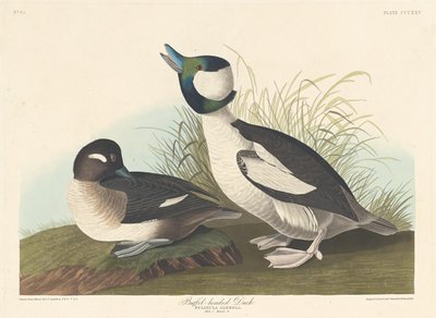 Kaczka Buffelhead autorstwa Robert Havell after John James Audubon