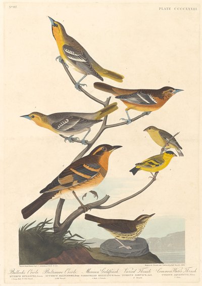 Wilga Bullocka, Wilga Baltimore, Szczygieł meksykański i Pleśniawka różnorodna autorstwa Robert Havell after John James Audubon