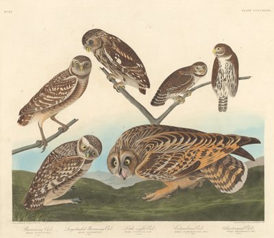 Pójdźka ziemna, Pójdźka wielkogłowa i Pójdźka nocna autorstwa Robert Havell after John James Audubon