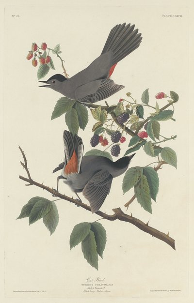 Kot Ptak autorstwa Robert Havell after John James Audubon