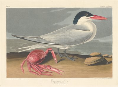 Cayenne Tern autorstwa Robert Havell after John James Audubon