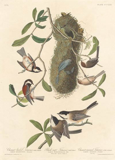 Sikorki kasztanowate, sikorki czarnogłowe i sikorki kasztanowate autorstwa Robert Havell after John James Audubon