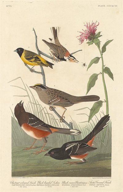 Dziwonia kasztanowata, czyż czarnogłowy, zięba czarnogłowa i zięba arktyczna autorstwa Robert Havell after John James Audubon