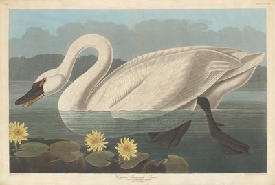 Pospolity łabędź amerykański autorstwa Robert Havell after John James Audubon