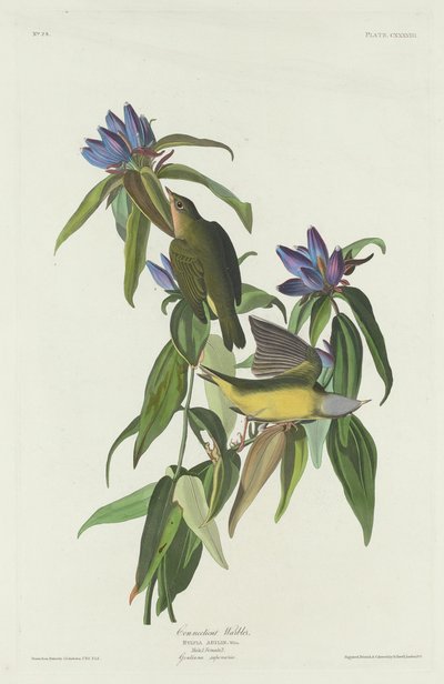Pokrzewka z Connecticut autorstwa Robert Havell after John James Audubon