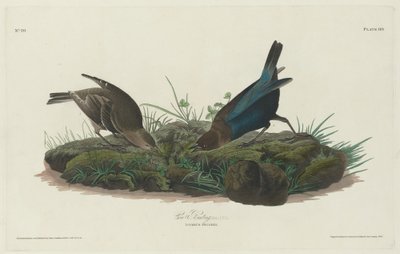Trznadel krowy autorstwa Robert Havell after John James Audubon