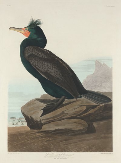 Kormoran dwuczuby autorstwa Robert Havell after John James Audubon