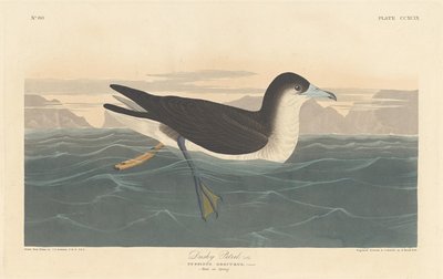 Zmierzch Petrel autorstwa Robert Havell after John James Audubon