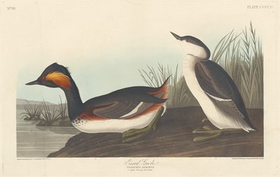 Perkoz uszaty autorstwa Robert Havell after John James Audubon