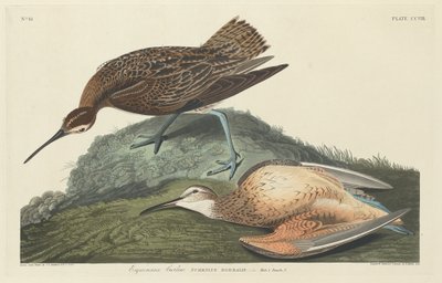 Kulik Eskimosi autorstwa Robert Havell after John James Audubon