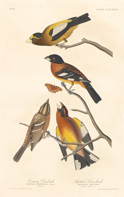Wieczorny grubodziób i cętkowany grubodziób autorstwa Robert Havell after John James Audubon