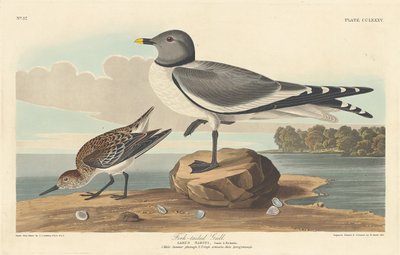 Mewa widłoogoniasta autorstwa Robert Havell after John James Audubon
