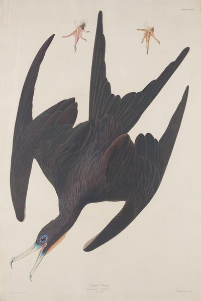 Fregata Pelikan autorstwa Robert Havell after John James Audubon