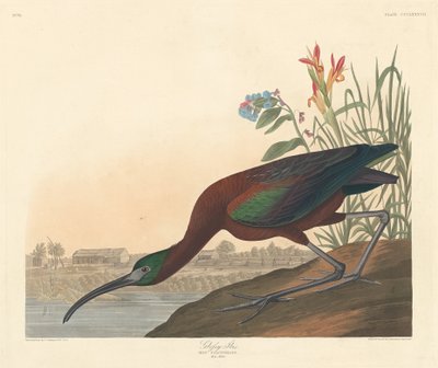 Błyszczący Ibis autorstwa Robert Havell after John James Audubon