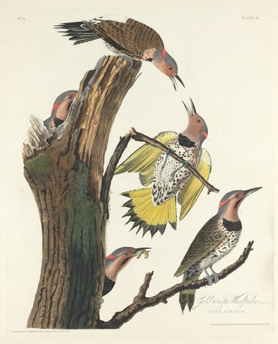 Dzięcioł Złotoskrzydły autorstwa Robert Havell after John James Audubon