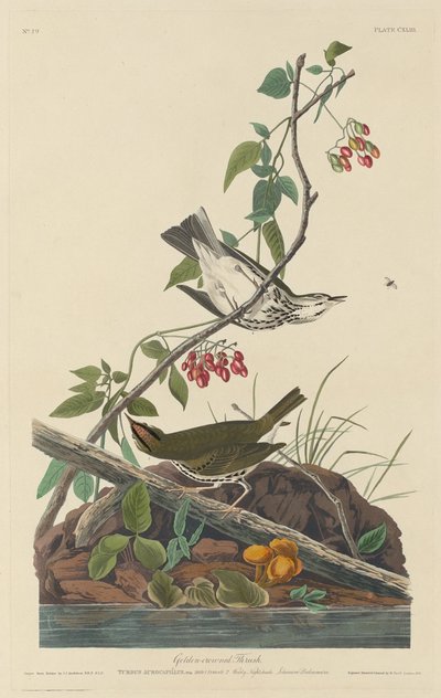 drozd złotokoronowy autorstwa Robert Havell after John James Audubon