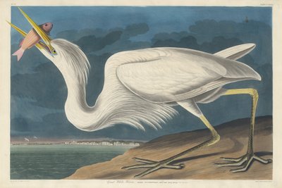 Czapla biała autorstwa Robert Havell after John James Audubon