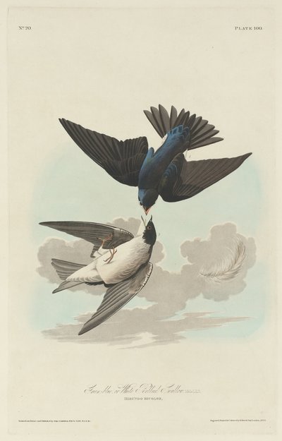 Jaskółka zielononiebieska lub białobrzucha autorstwa Robert Havell after John James Audubon