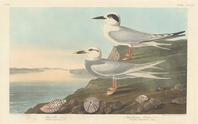 Rybitwa Havella i Rybitwa Trudeau autorstwa Robert Havell after John James Audubon