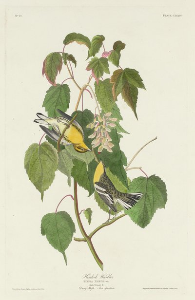 Cykuta pokrzewka autorstwa Robert Havell after John James Audubon