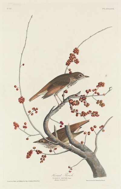 Drozd pustelnik autorstwa Robert Havell after John James Audubon