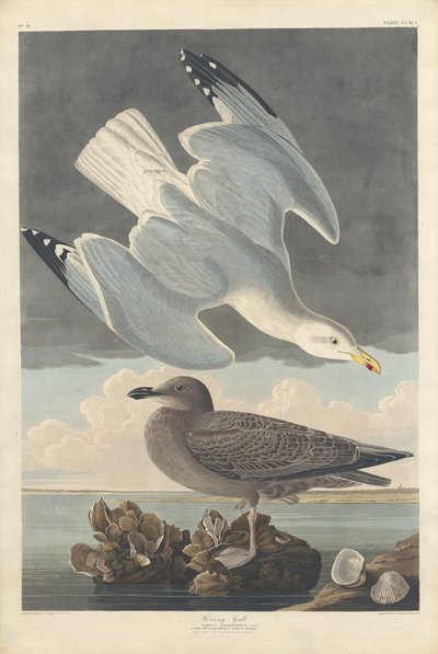 mewa srebrzysta autorstwa Robert Havell after John James Audubon