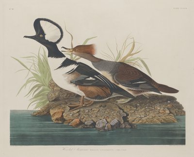 Zakapturzony nurogęś autorstwa Robert Havell after John James Audubon