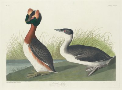 Perkoz rogaty autorstwa Robert Havell after John James Audubon