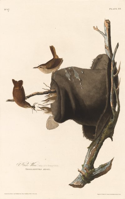 Dom Wren autorstwa Robert Havell after John James Audubon